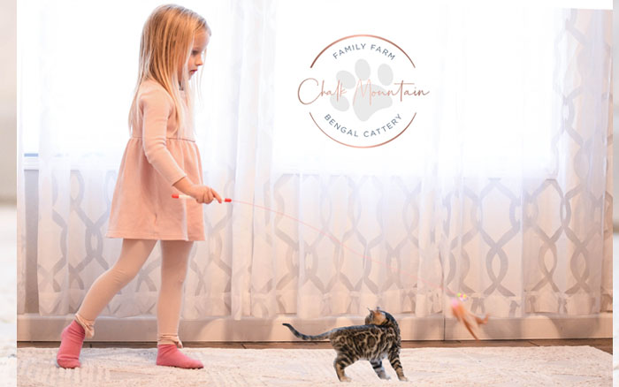 Bengal kitten for sale